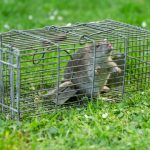 Mouse-Free Living: How Professional Exterminators Achieve Complete Rodent Nest Eradication