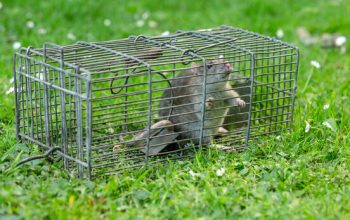 Mouse-Free Living: How Professional Exterminators Achieve Complete Rodent Nest Eradication