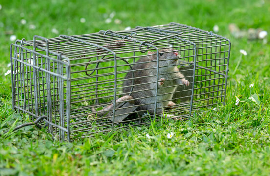 Mouse-Free Living: How Professional Exterminators Achieve Complete Rodent Nest Eradication