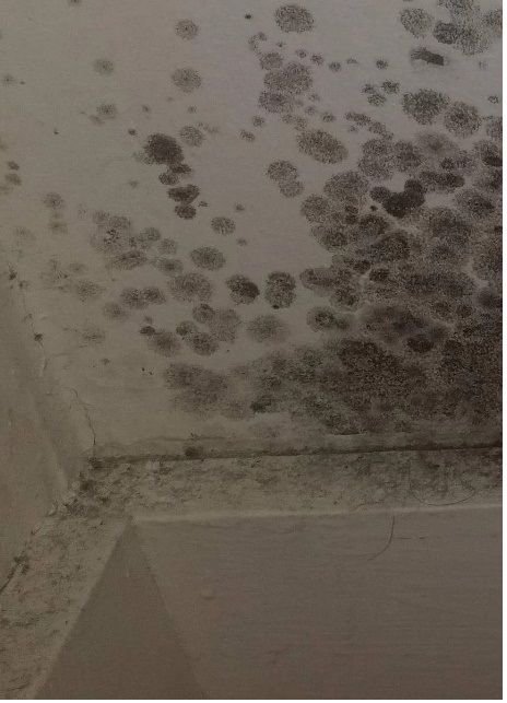 Mould Removal